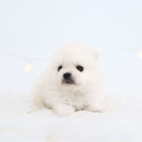 포메라니안