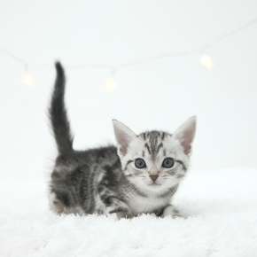 아메리칸숏헤어
