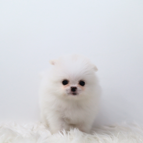 포메라니안