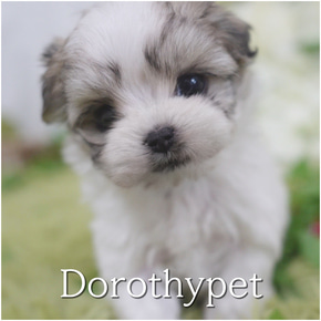 말티푸