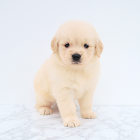 골든리트리버
