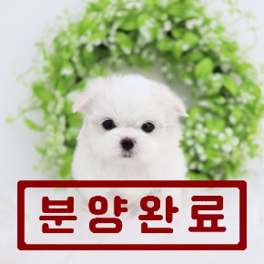 말티즈