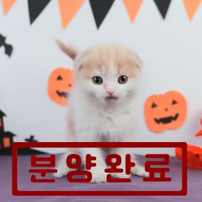 스코티쉬폴드
