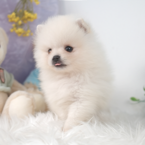 포메라니안