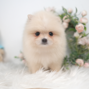 포메라니안