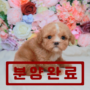 푸들