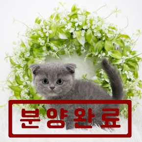 스코티쉬폴드
