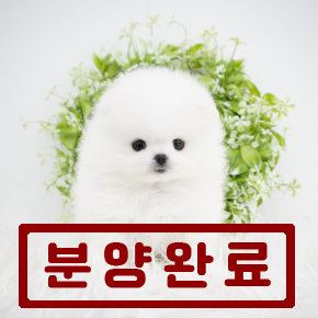 포메라니안