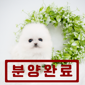 포메라니안