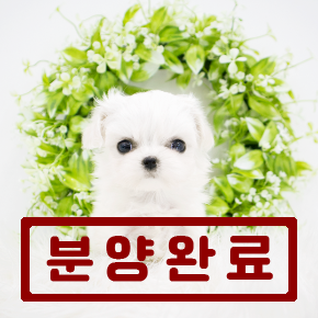 말티즈