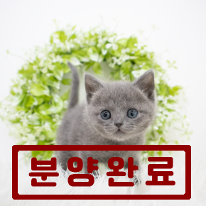 러시안블루