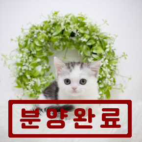 먼치킨