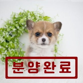 웰시코기
