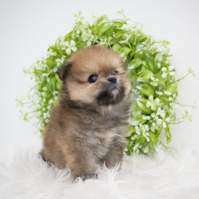 포메라니안