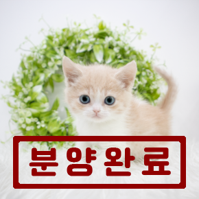 브리티쉬숏헤어