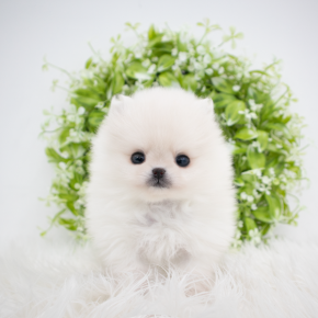 포메라니안
