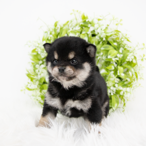 시바이누