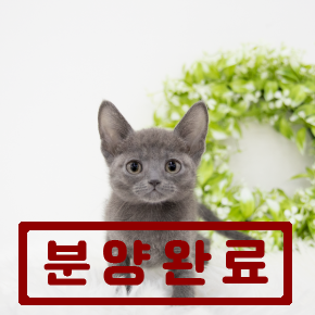 러시안블루
