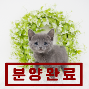 러시안블루