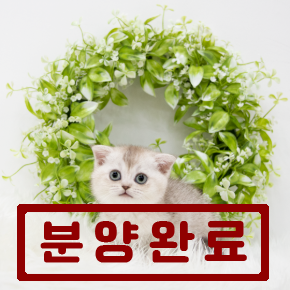 스코티쉬폴드