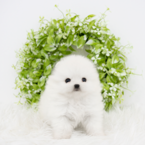 포메라니안