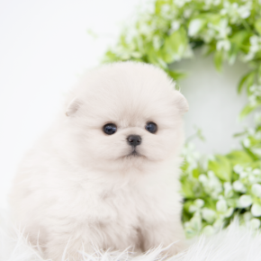 포메라니안