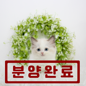 랙돌