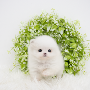 포메라니안