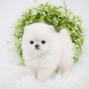 포메라니안