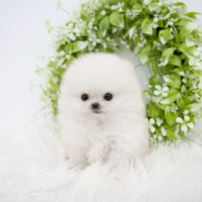 포메라니안