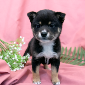 시바이누