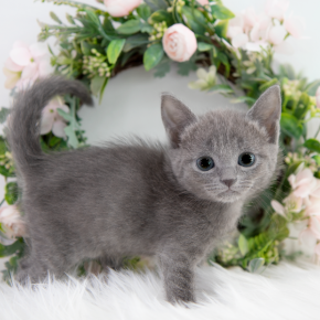 러시안블루