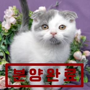 스코티쉬폴드