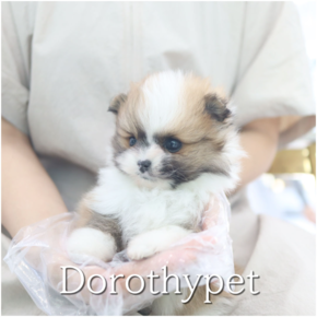 포메라니안