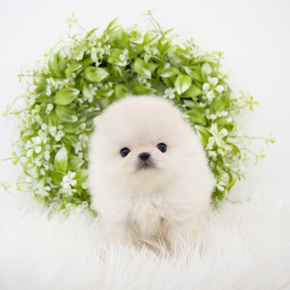 포메라니안