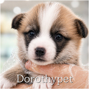 웰시코기