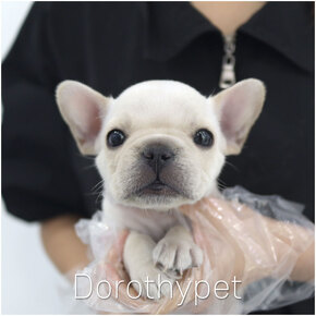 프렌치불독