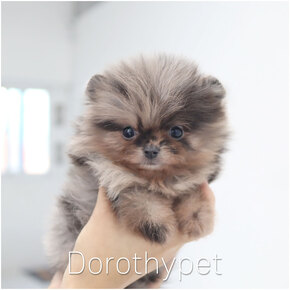 포메라니안