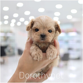 말티푸