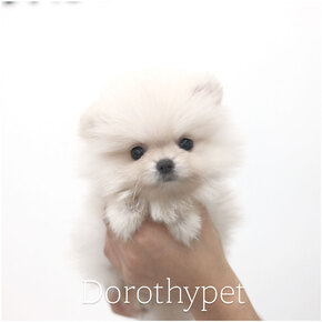 포메라니안