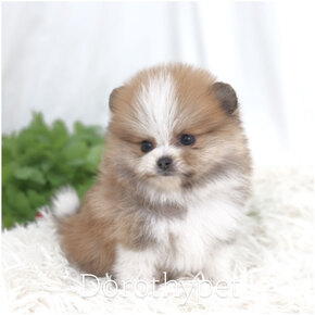 포메라니안
