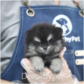 포메라니안