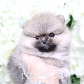 포메라니안