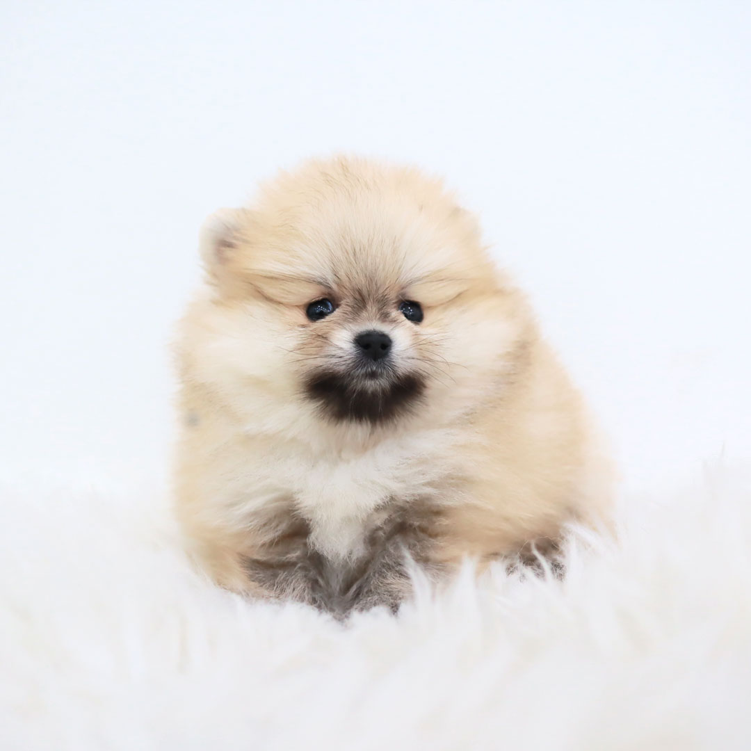 포메라니안
