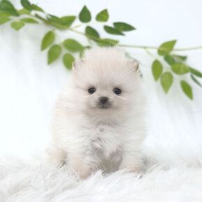 포메라니안